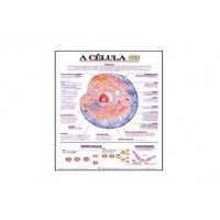 MAPAS ( ANATOMIA HUMANA ) 126X92CM C/ MOLD. MAD.