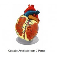 coração ampliado em 3 partes