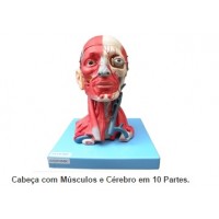cabeça com músculo e cérebro em 10 partes