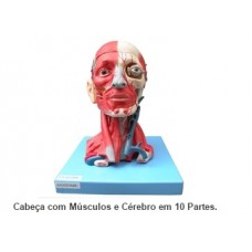 cabeça com músculo e cérebro em 10 partes