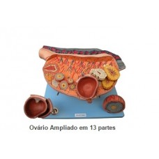 ovário ampliado em 3 partes
